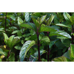 Menthe Bergamote